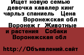 Ищет новую семью девочка кавалер кинг чарльз спаниель › Цена ­ 6 000 - Воронежская обл., Воронеж г. Животные и растения » Собаки   . Воронежская обл.